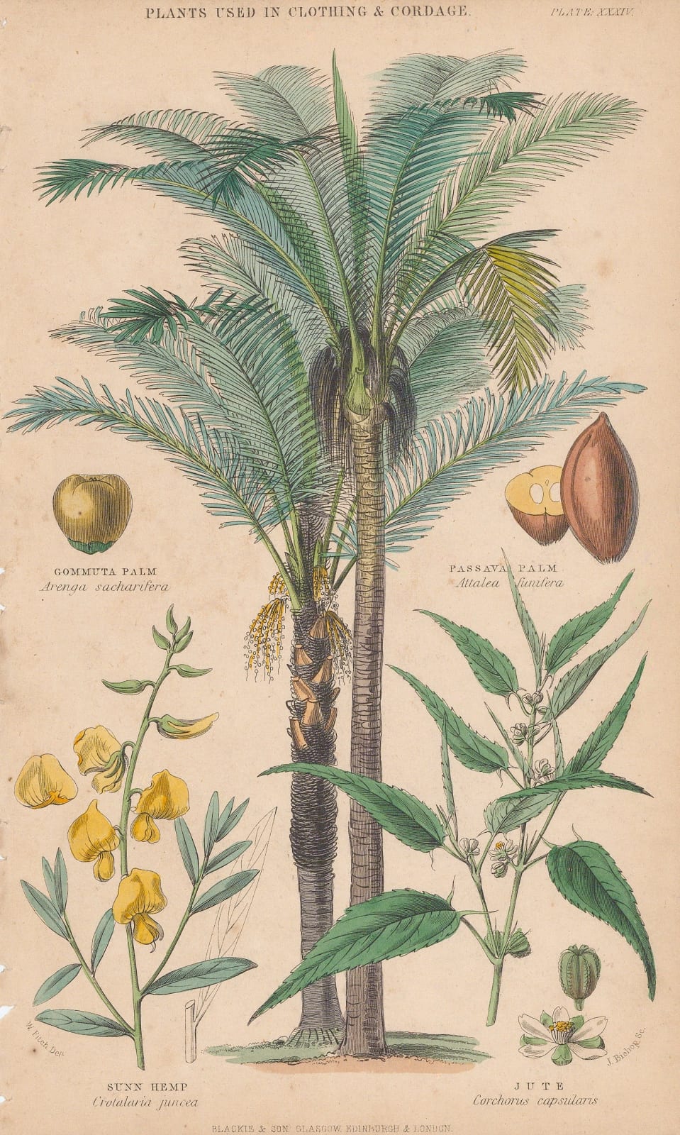 William Rhind, Palm Trees, 1855