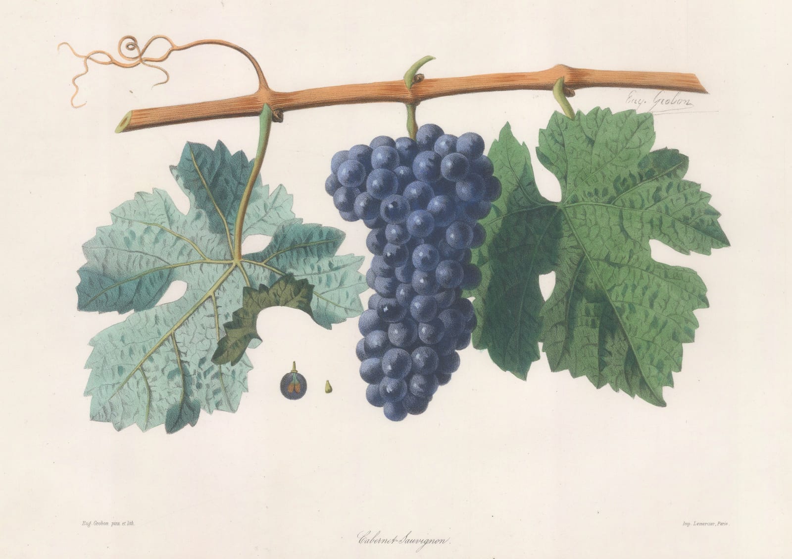 Eugene Grobon, Grapes - Wine Grapes, Cabernet Sauvignon, 1857