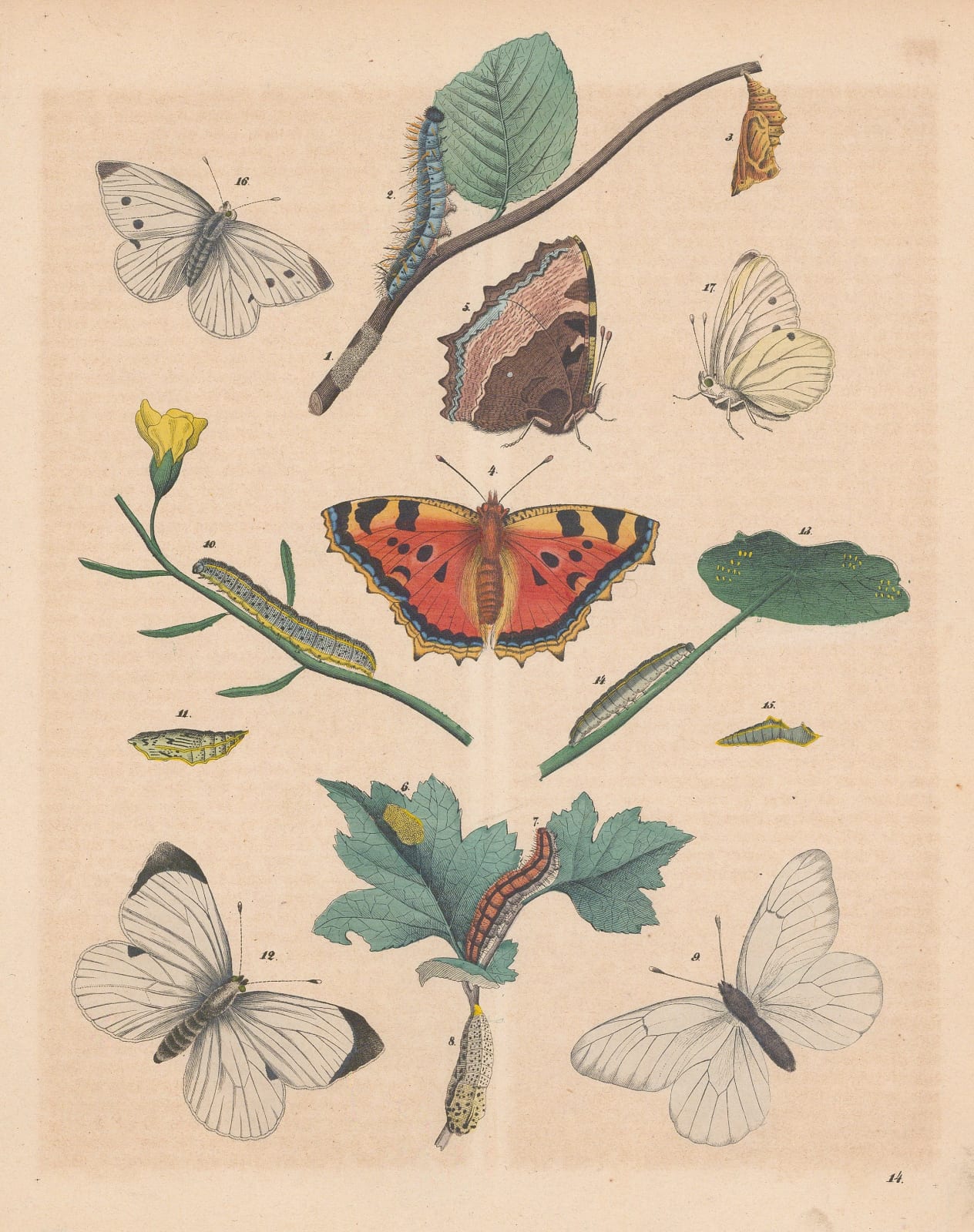 Carl Hoffmann, Butterflies, 1842