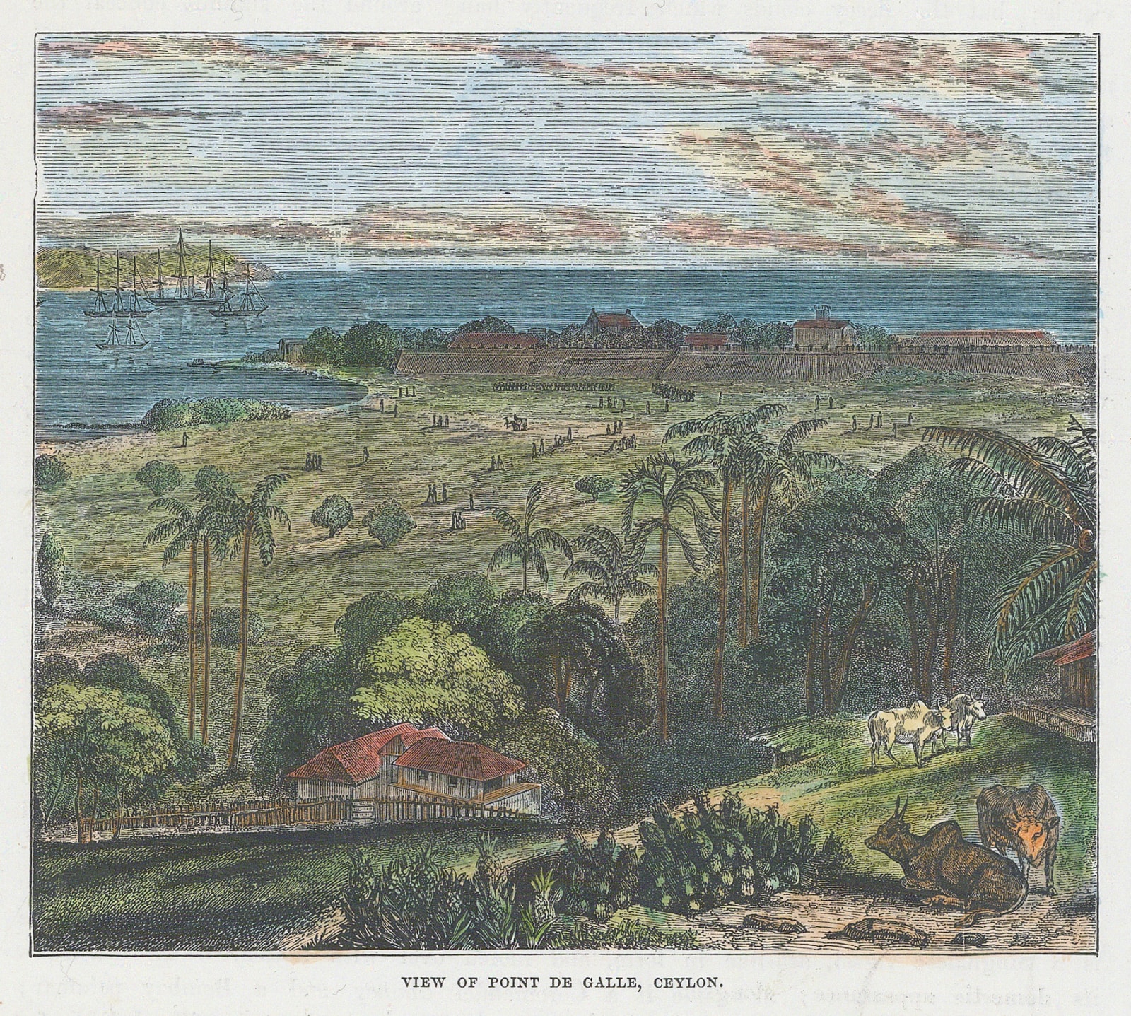 Robert Brown, Sri Lanka - Galle, 1881