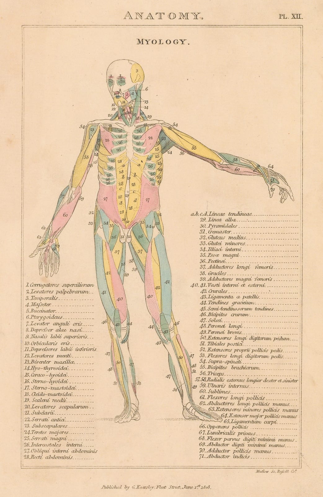 John Good, Anatomy - Myology, 1813