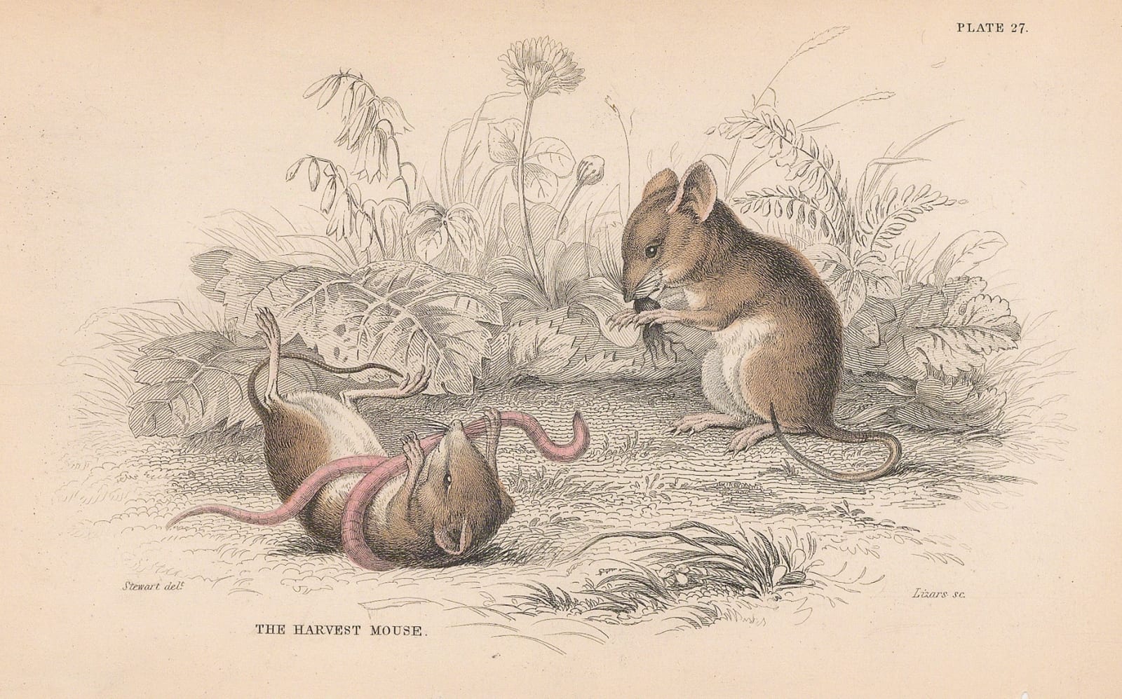 Sir William Jardine, Mouse - Harvest Mouse, 1838