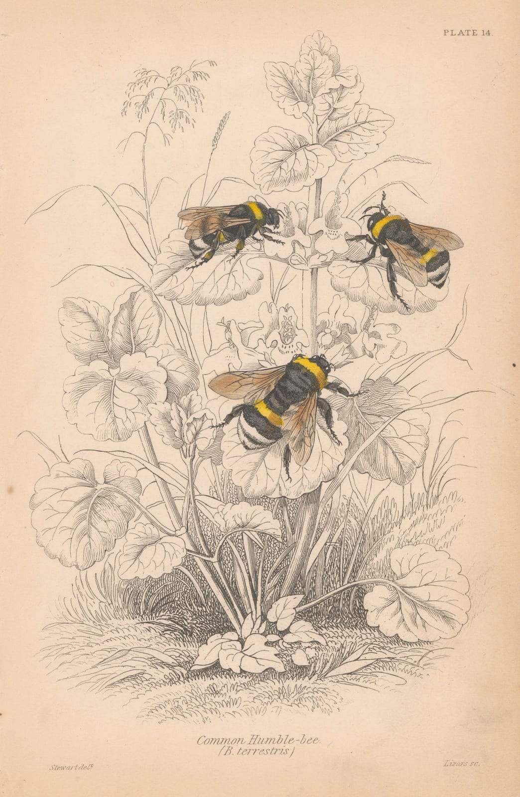 Sir William Jardine, Bees - Bumblebee, 1840