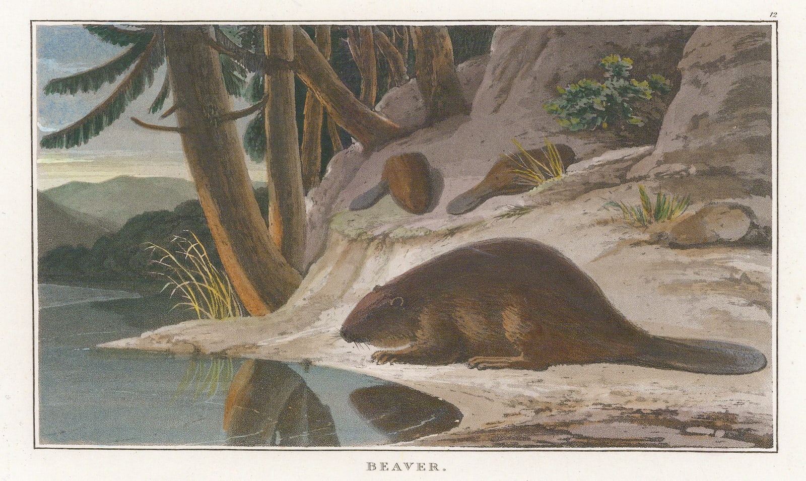 William Daniell, Beaver, 1807