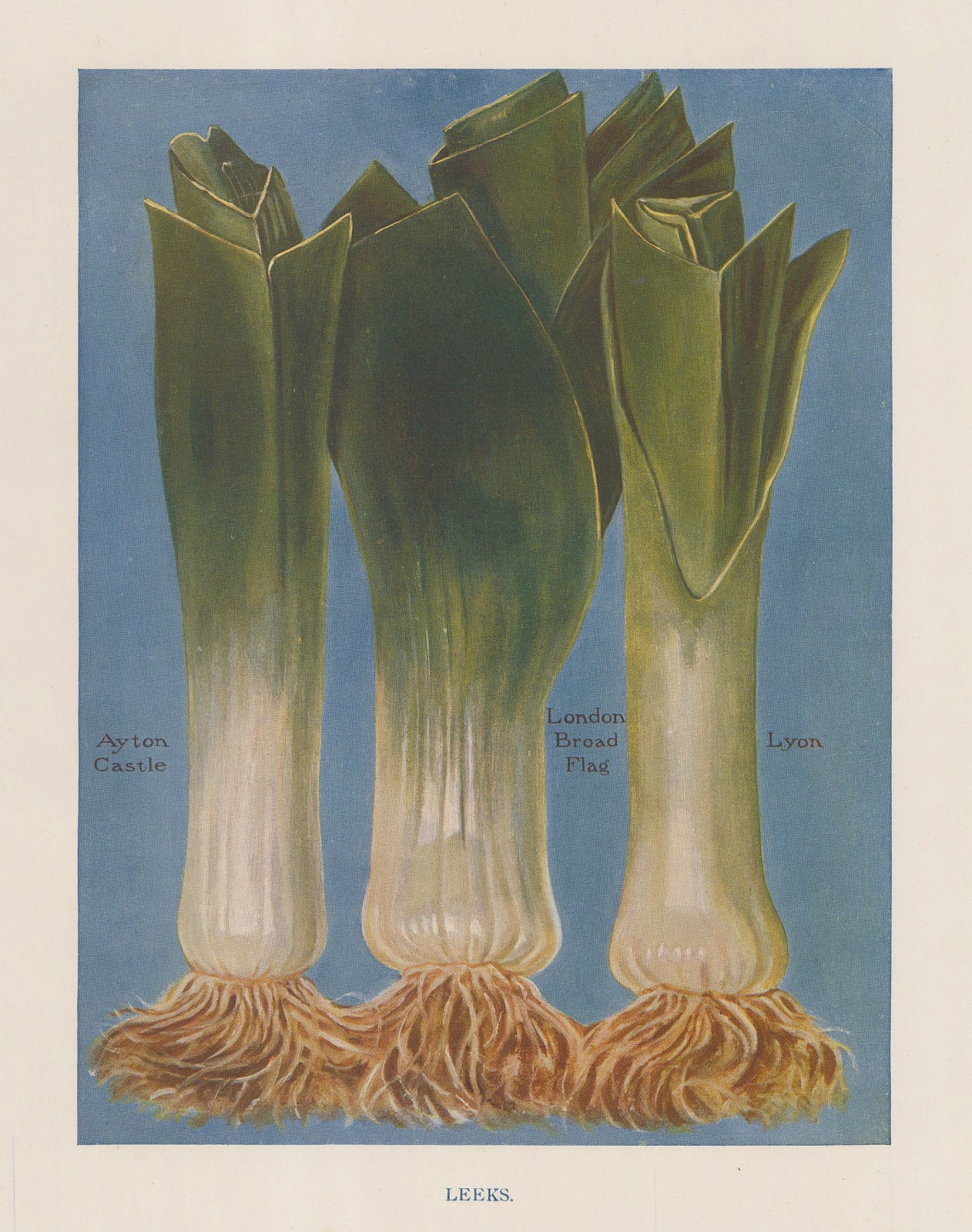 John Wright, Vegetables - Leeks, 1890