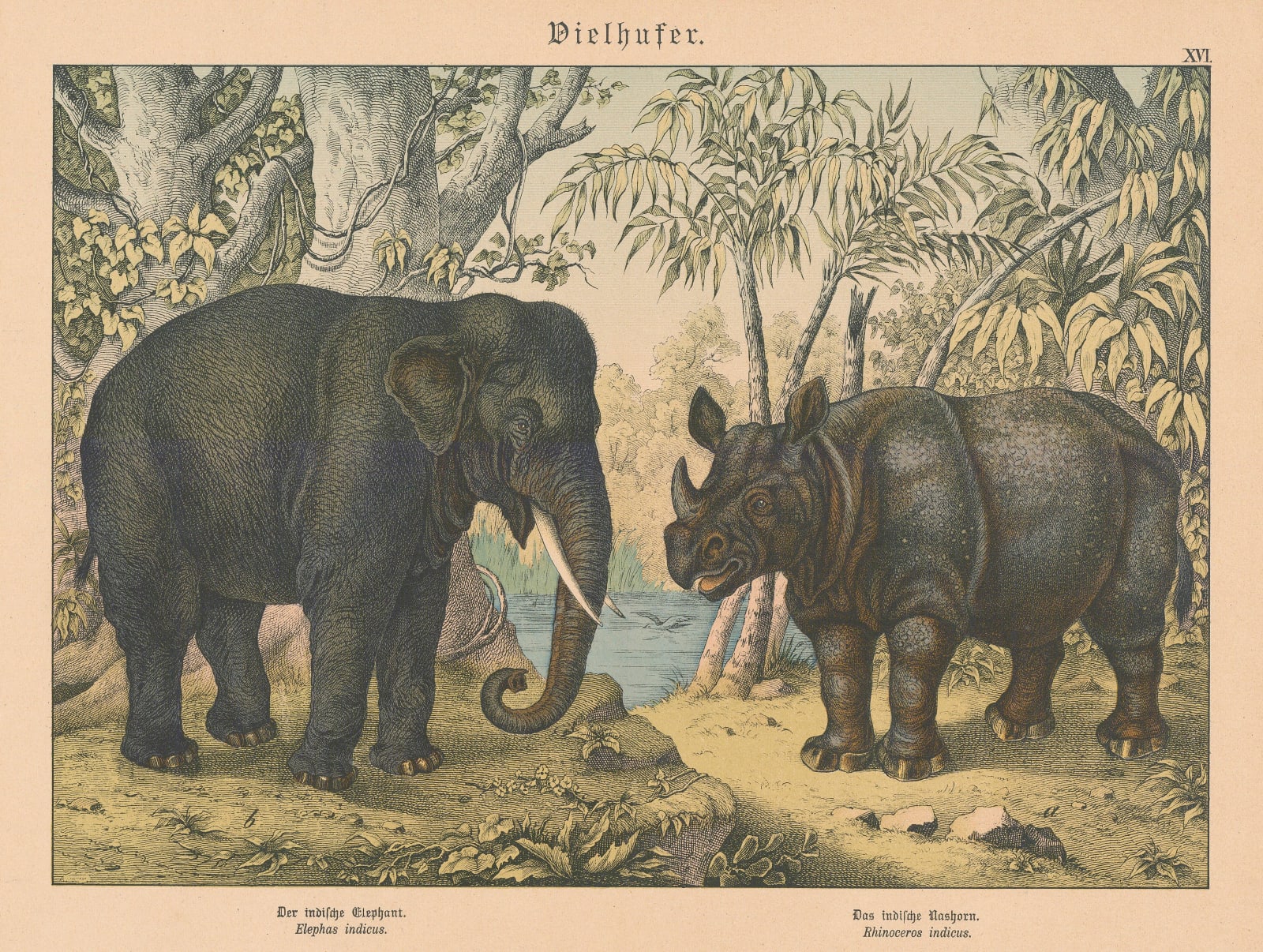 Gotthilf von Schubert, Elephant and Rhinoceros, 1890