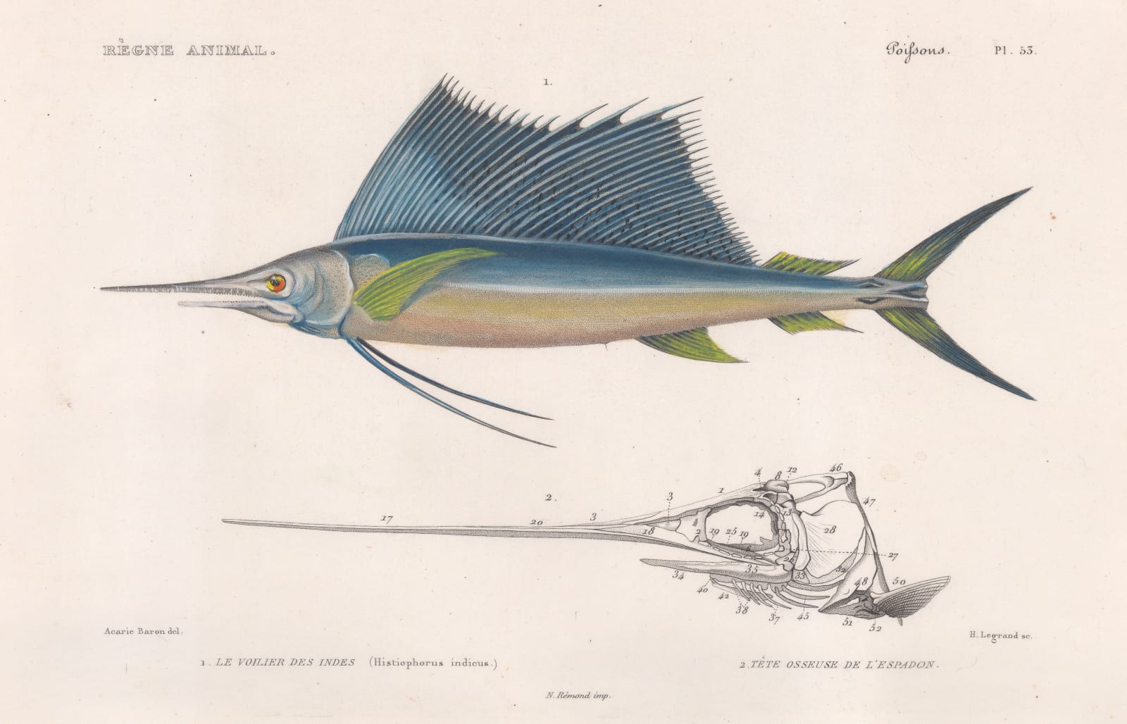 Baron Georges Cuvier, Sailfish, 1849