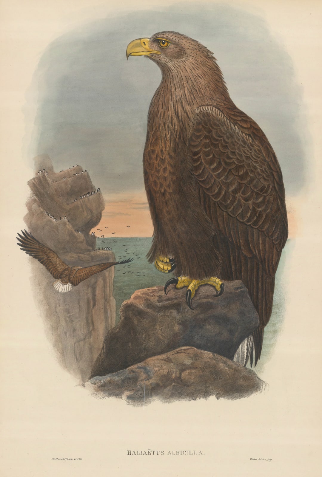 John Gould, Eagle - Sea Eagle, 1873 c.