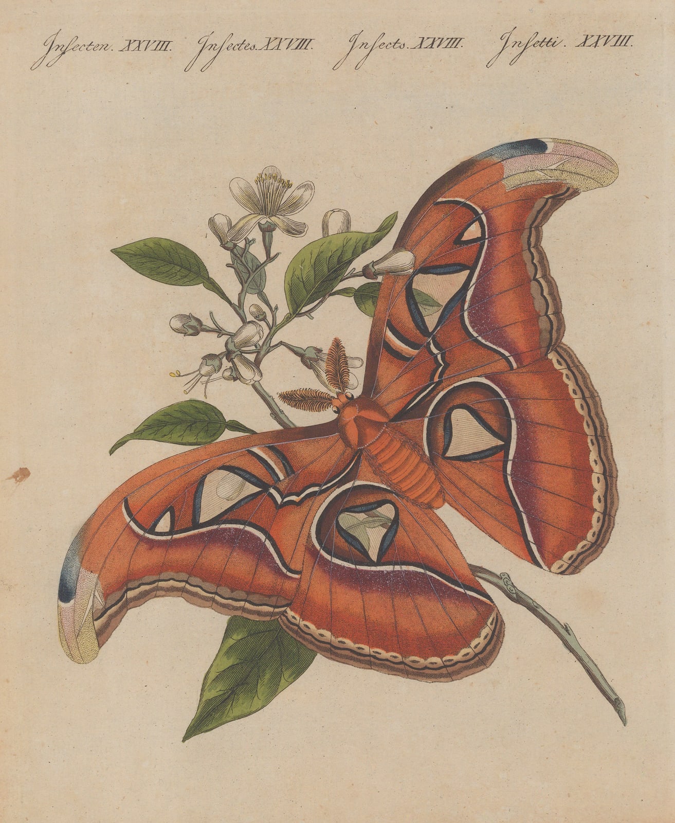 Friedrich Justin Bertuch, Butterflies - Atlas Moth, 1798