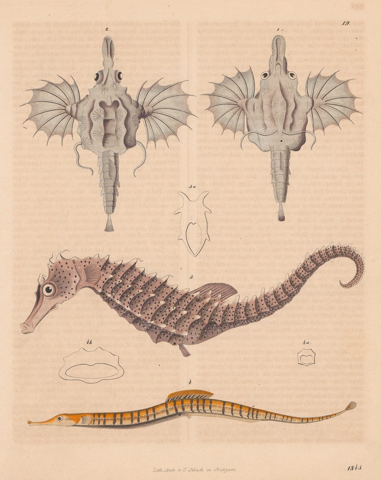 Carl Hoffmann, Seahorse, Dragonfish and Pipefish, 1845