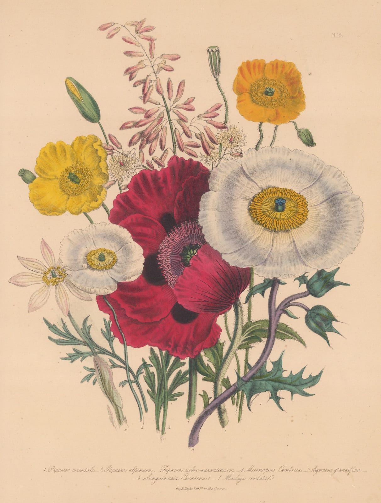 Jane Webb Loudon, Poppy, 1843 c.