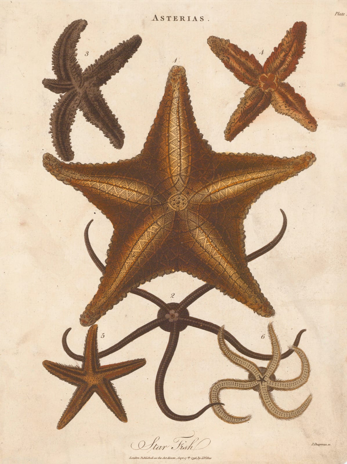 John Wilkes, Star Fish (Sea Star), 1829