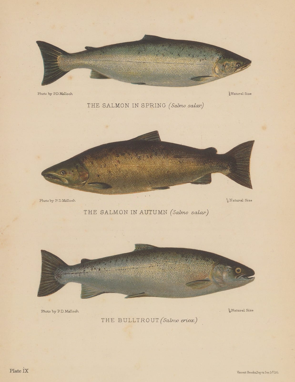 Sir Herbert Maxwell, Salmon and Bulltrout, 1904