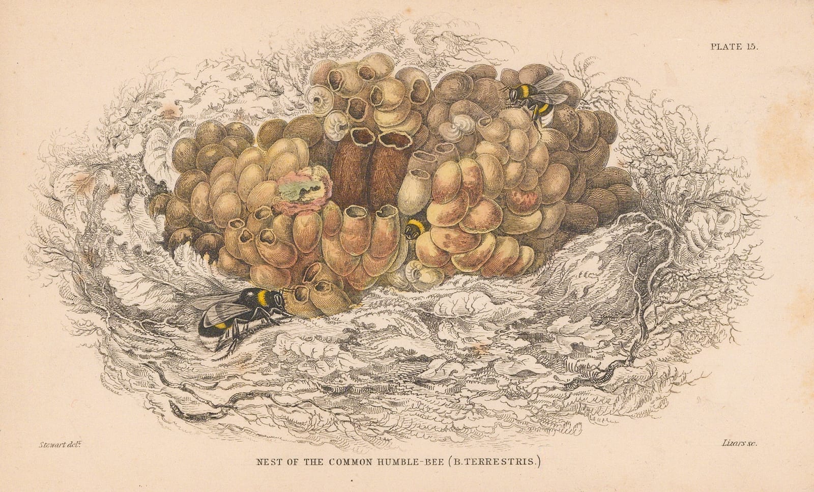 Sir William Jardine, Bees - Bumblebee nest, 1859