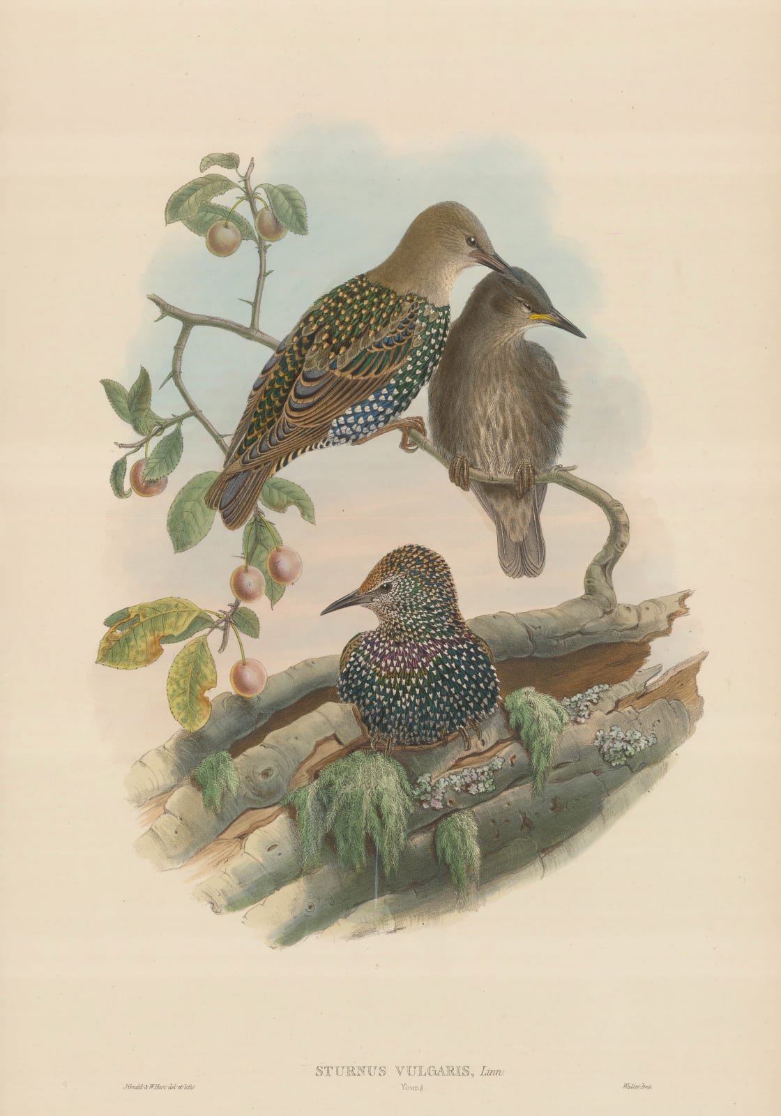 John Gould, Starling - European Starling chicks , 1873 c.