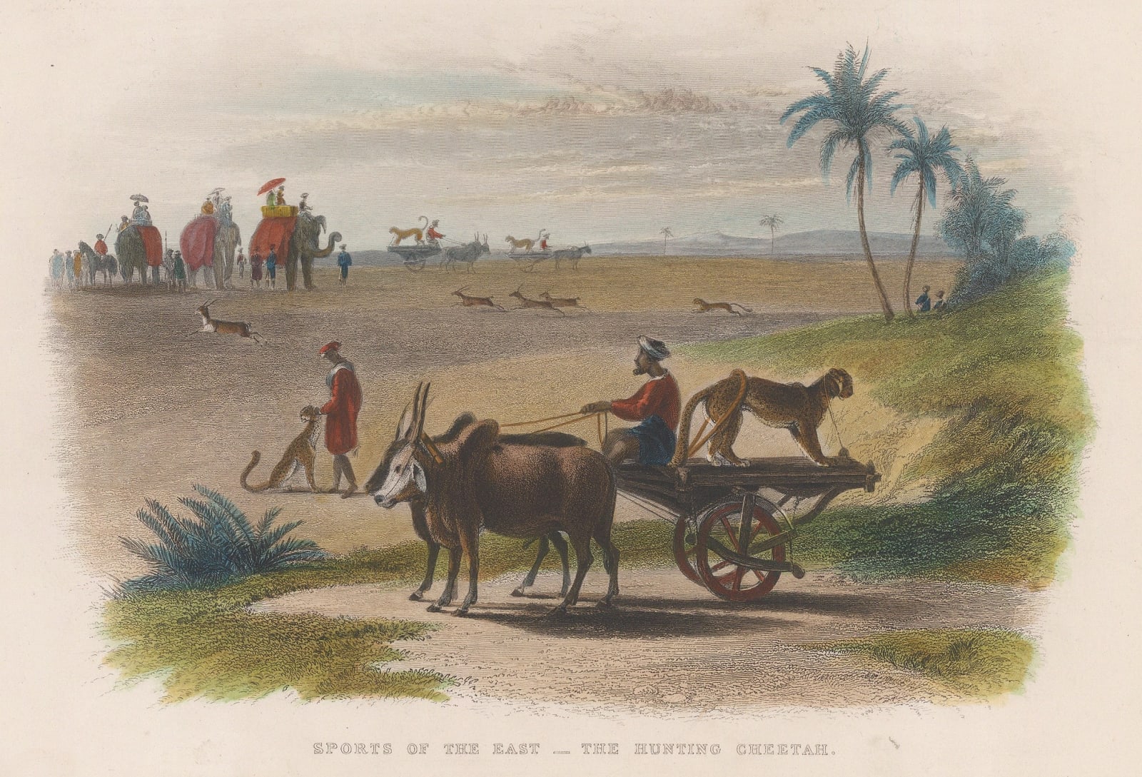 Edward Henry Nolan, Cheetah, 1858 c.