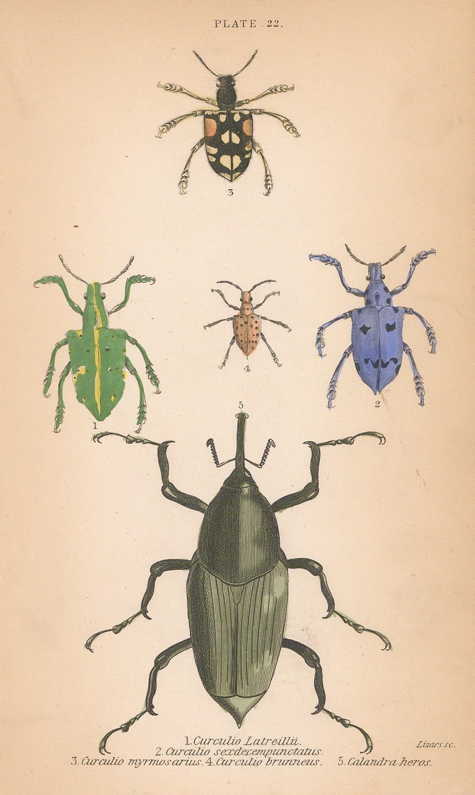 Sir William Jardine, Beetles - Tree and nut weevils, 1852
