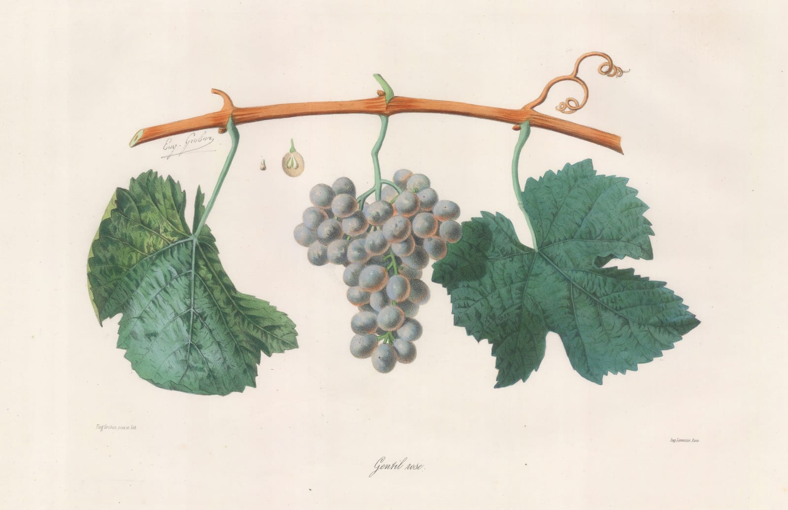 Eugene Grobon, Grapes - Wine Grapes, Gentil rose, 1857