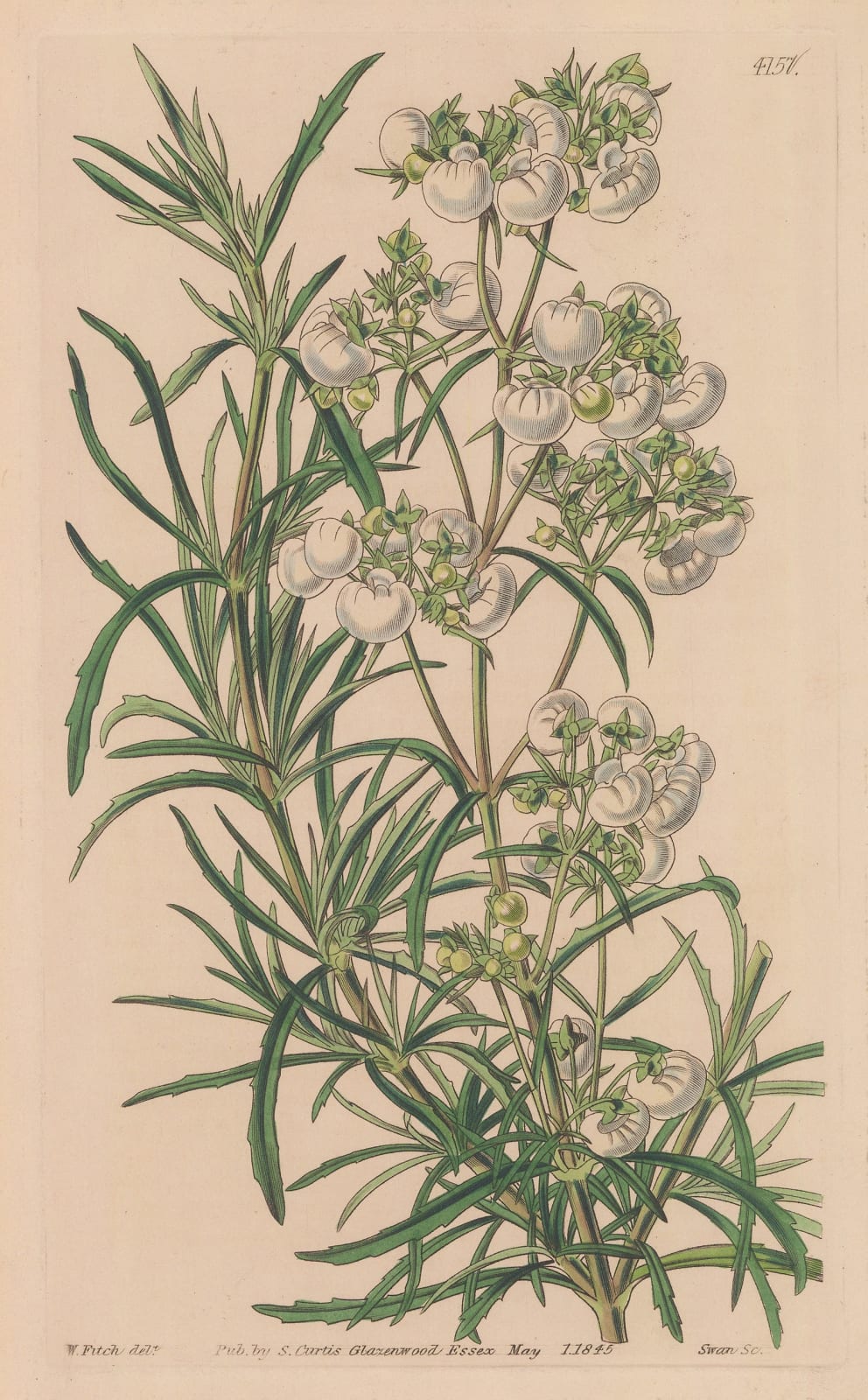Swan, White Slipper Flower, 1845
