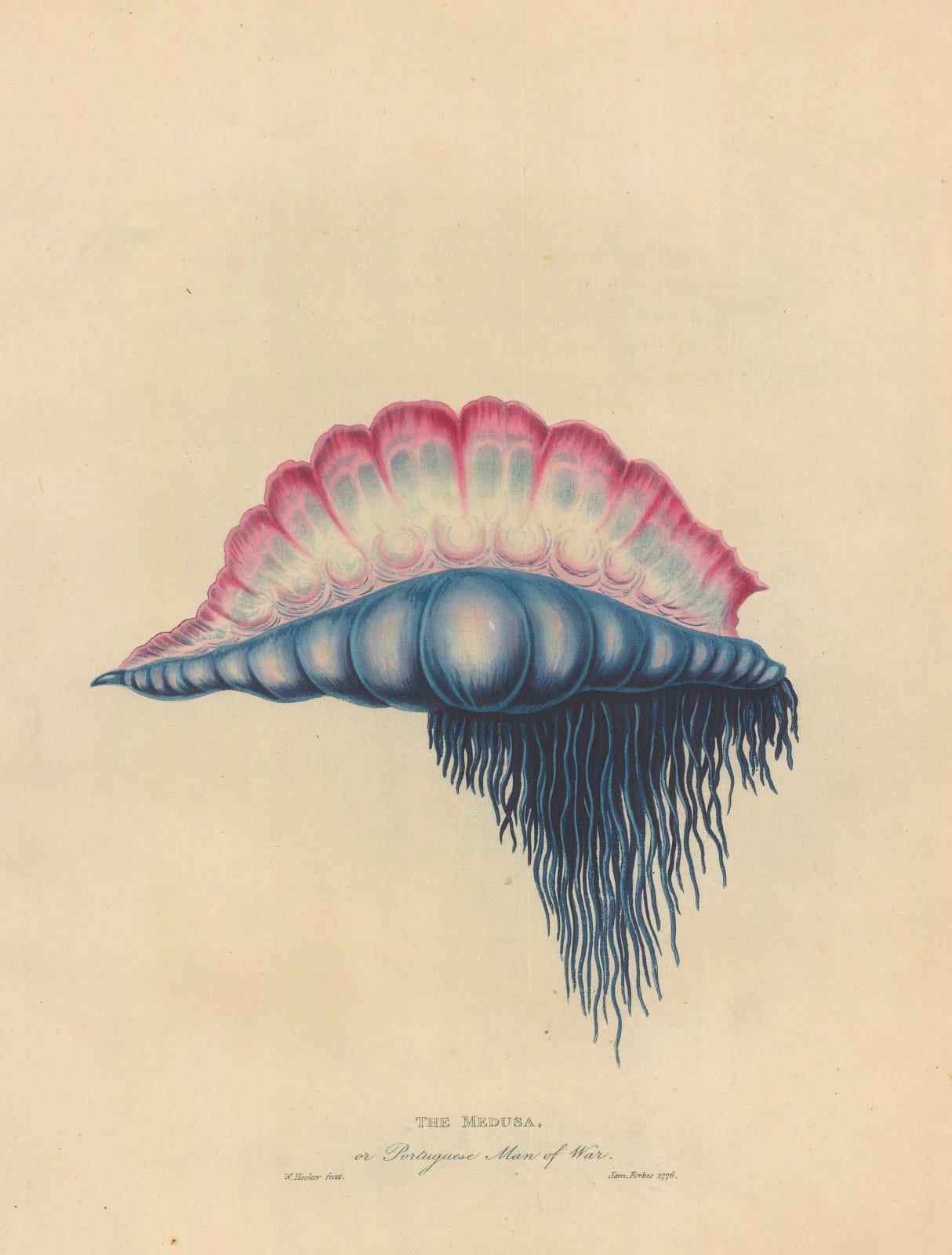 James Forbes, Hydrozoan - Portuguese Man of War, 1813