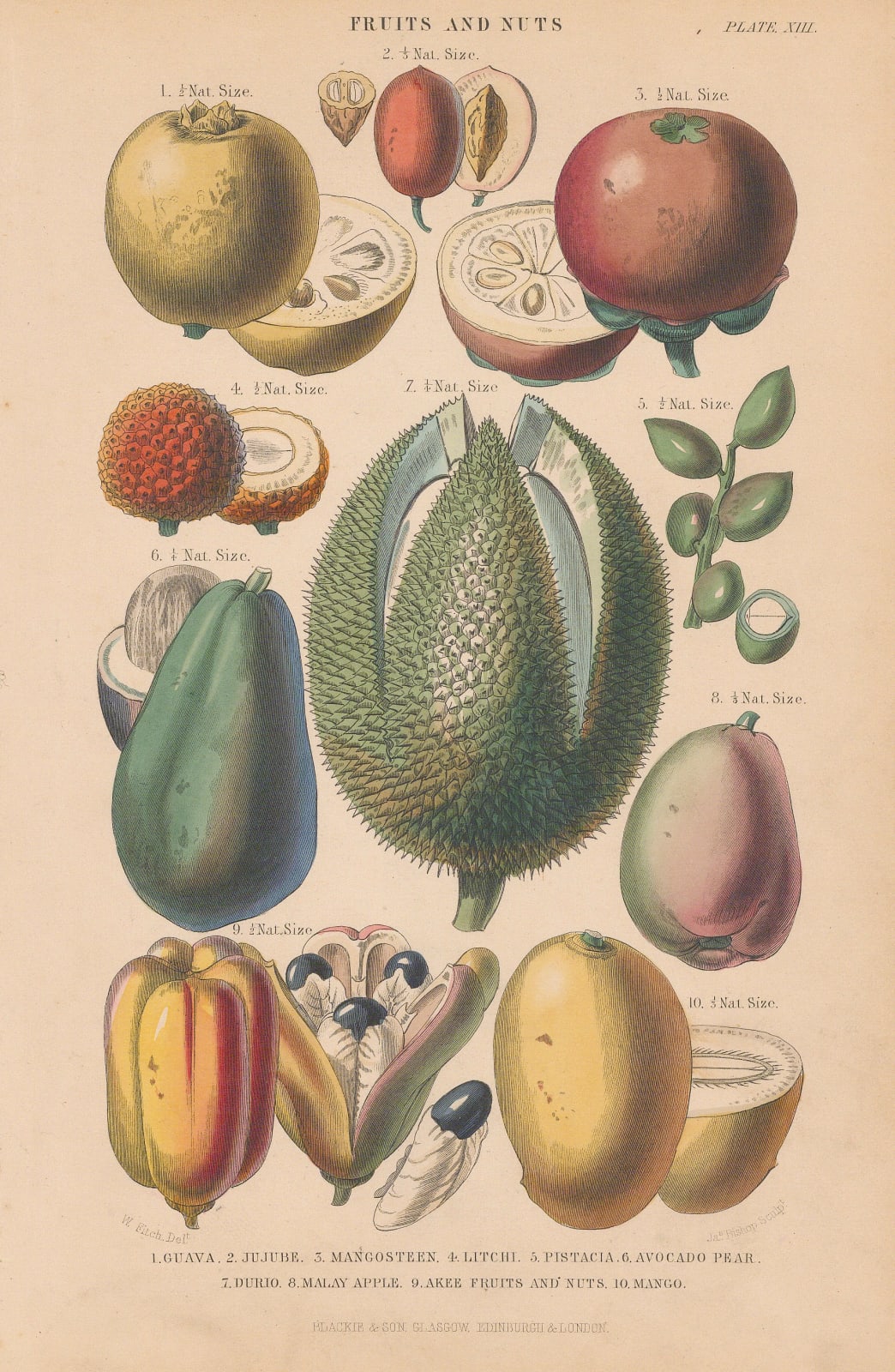 William Rhind, Fruits and Nuts, 1862