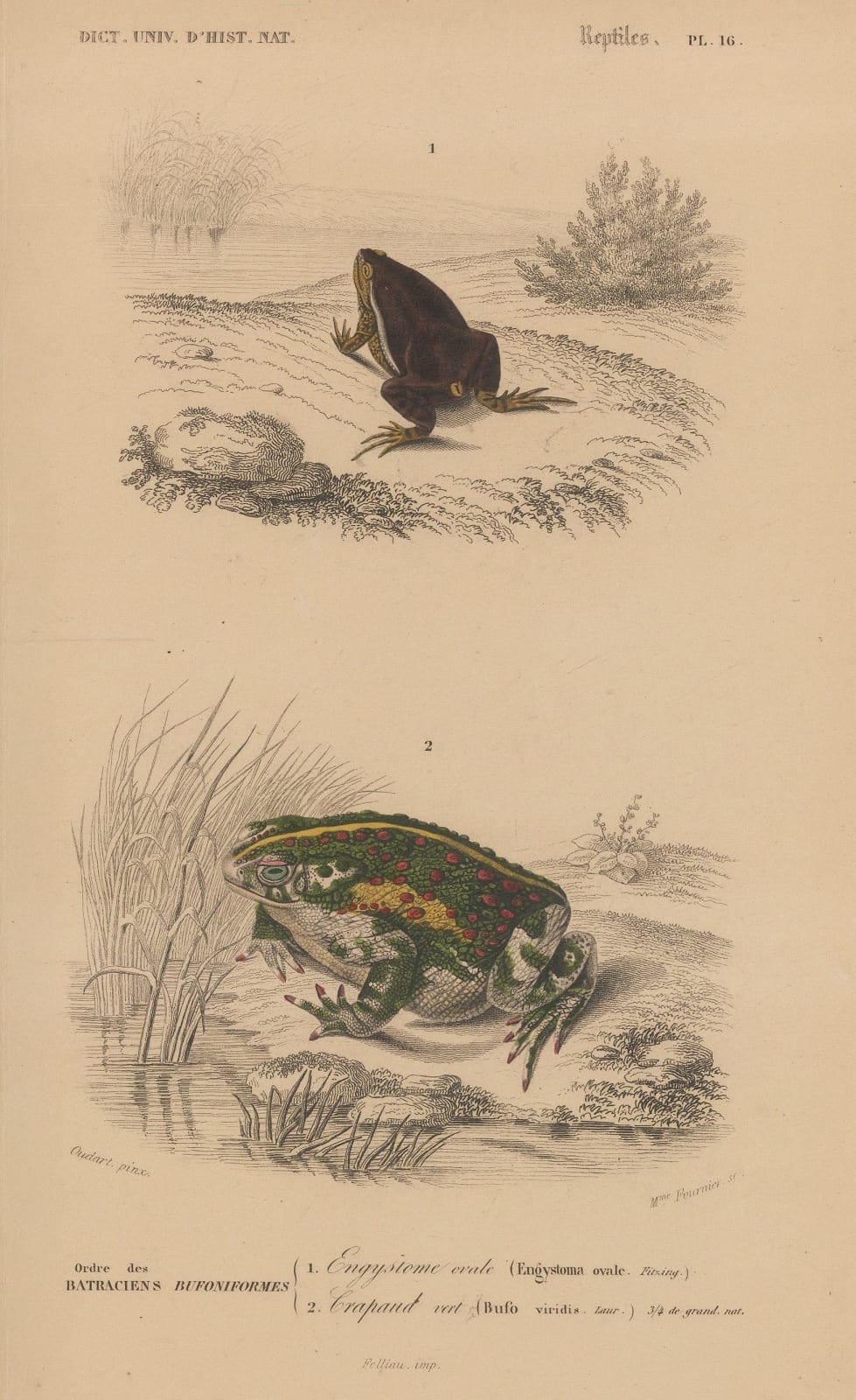 Charles d'Orbigny, Toad - European Green and Common Oval toads, 1849