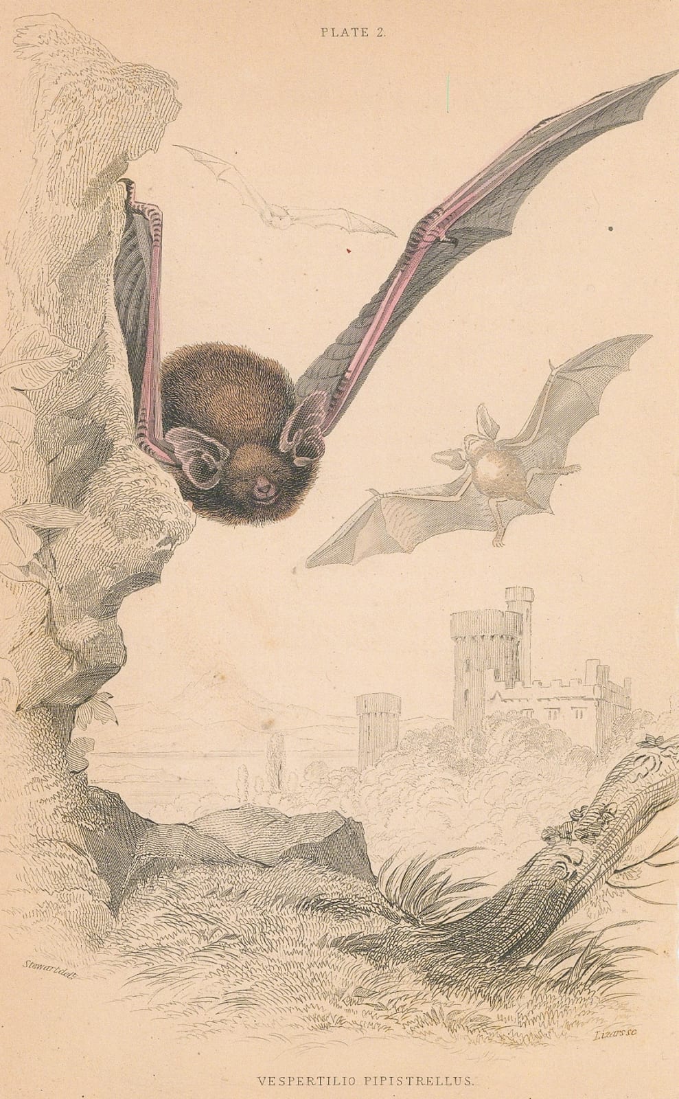 Sir William Jardine, Bat - Common pipistrelle, 1838