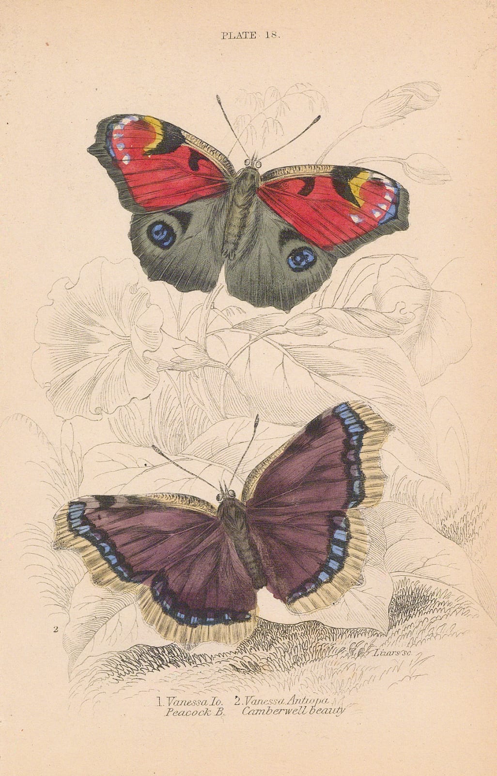Sir William Jardine, Butterflies - Peacock and Camberwell Beauty, 1837