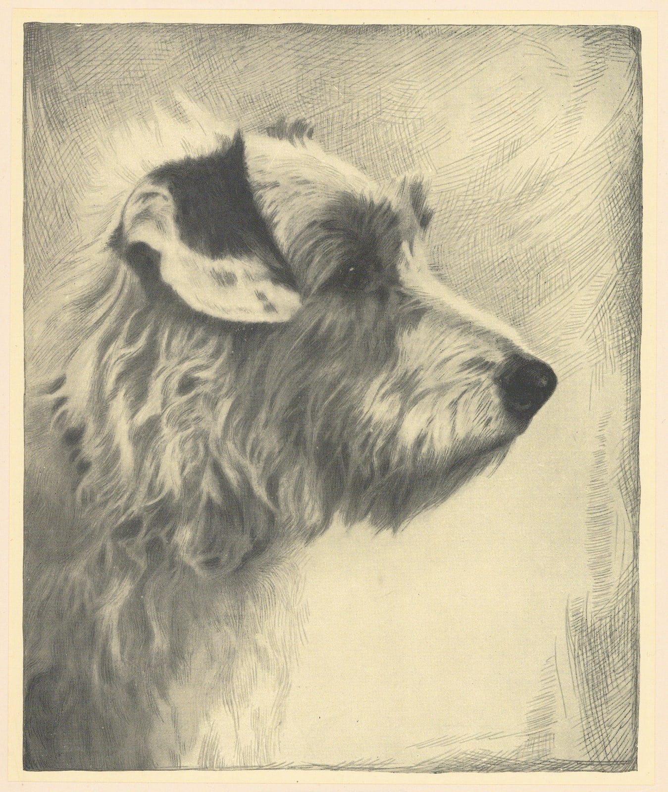 Malcolm Nicholson, Dog - Sealyham terrier, 1935