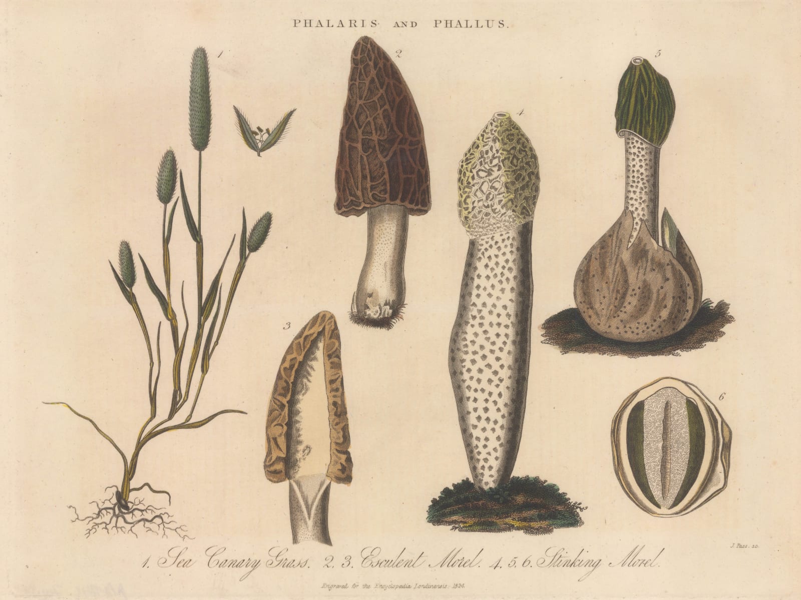 John Wilkes Mushrooms Morels - Themaphouse John Wilkes Mushrooms Morels 1825 