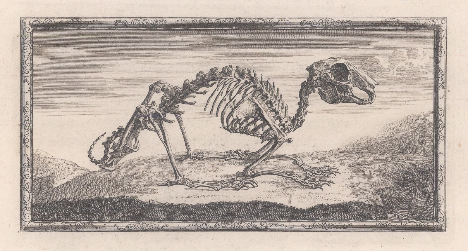 William Cheselden, Animal Anatomy - Rabbit, 1733
