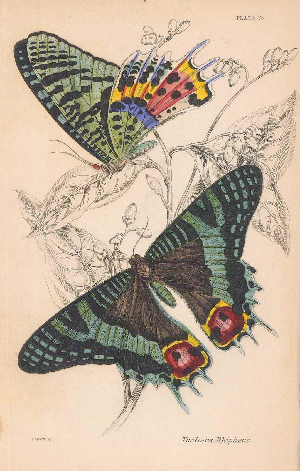 Sir William Jardine, Butterflies - East African sunset moth, 1837