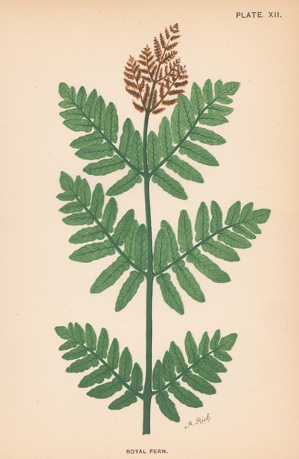 Phoebe Lankester, Ferns, 1890