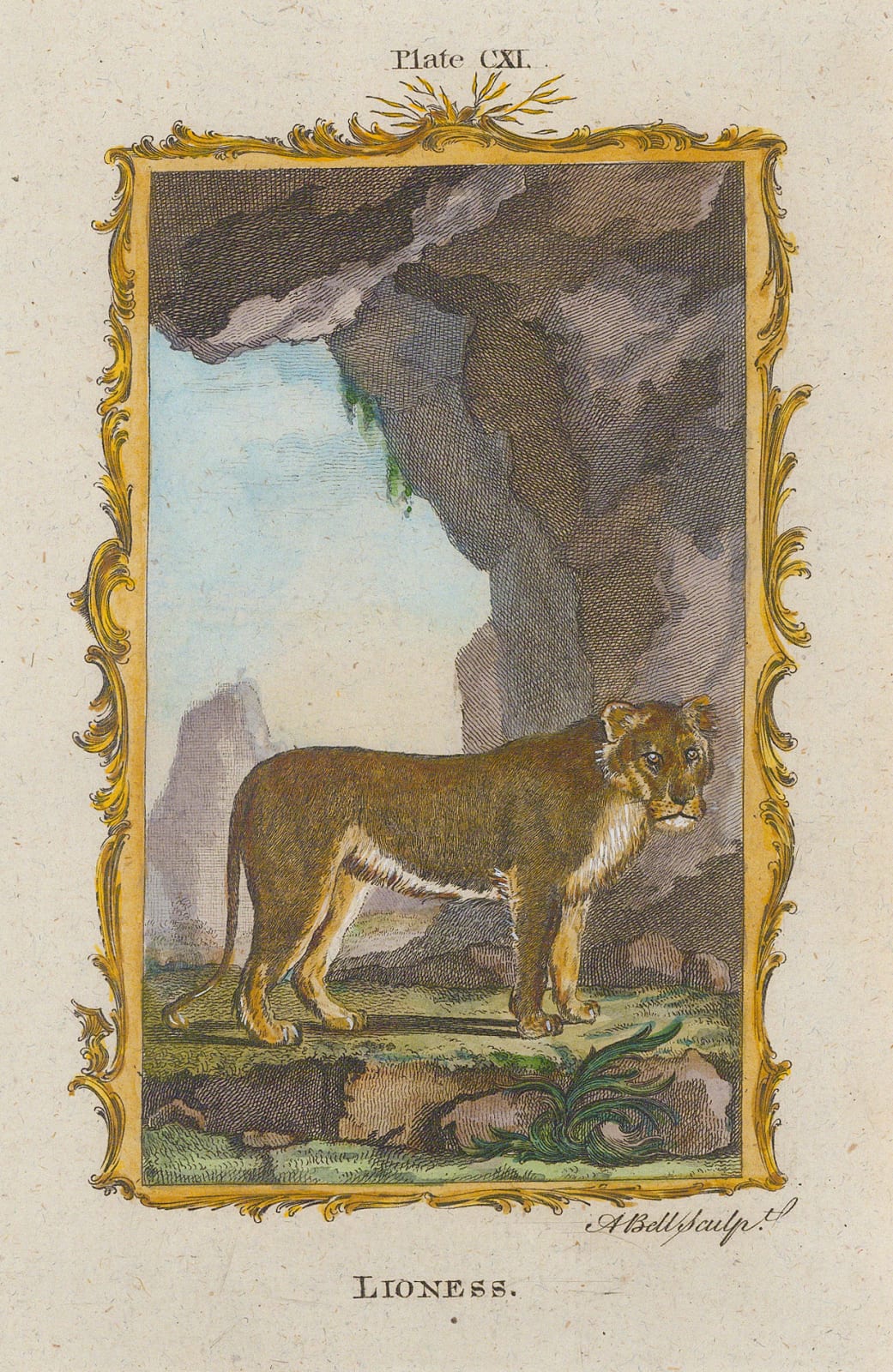 Comte Georges-Louis de Buffon, Lioness, 1785