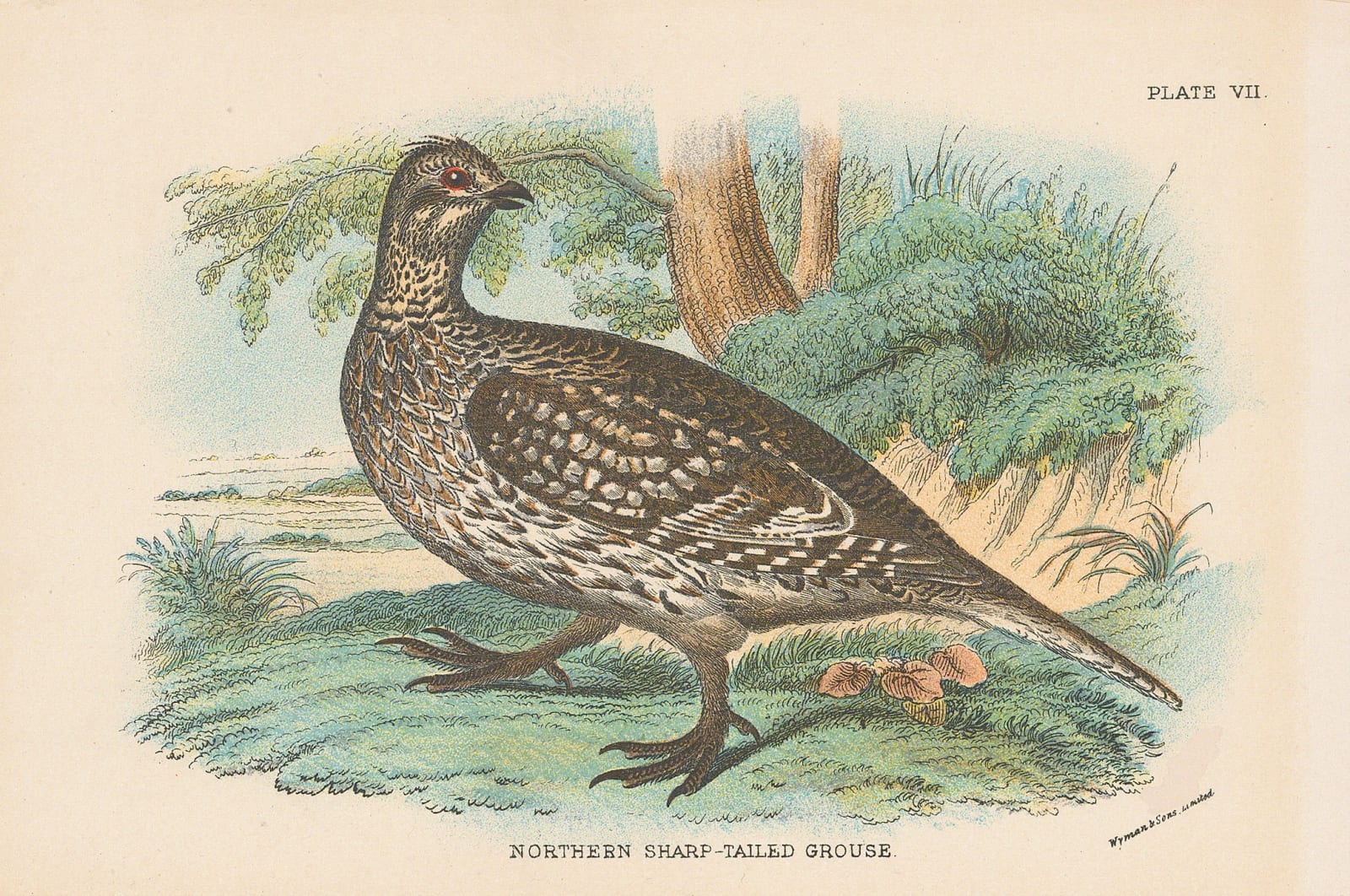 Wyman & Sons, Shooting - Grouse, 1890 c.