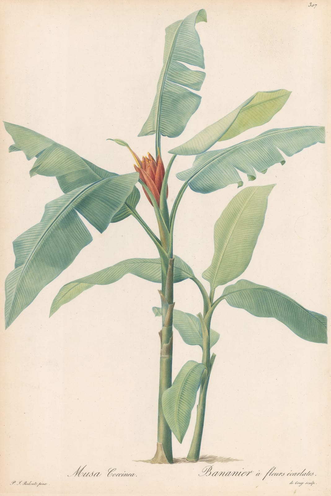 Pierre-Joseph Redoute, Banana Tree, 1816 c.