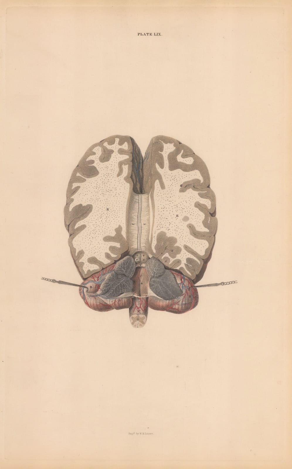 John & William Lizars, Anatomy - Brain, 1840