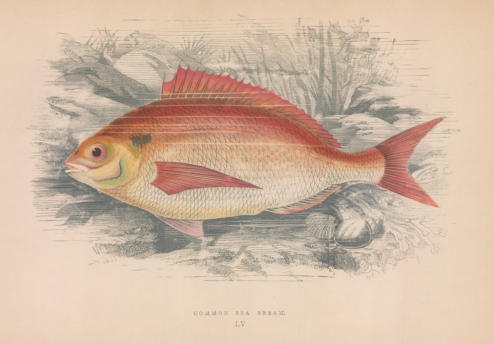 Jonathan Couch, Bream, 1878