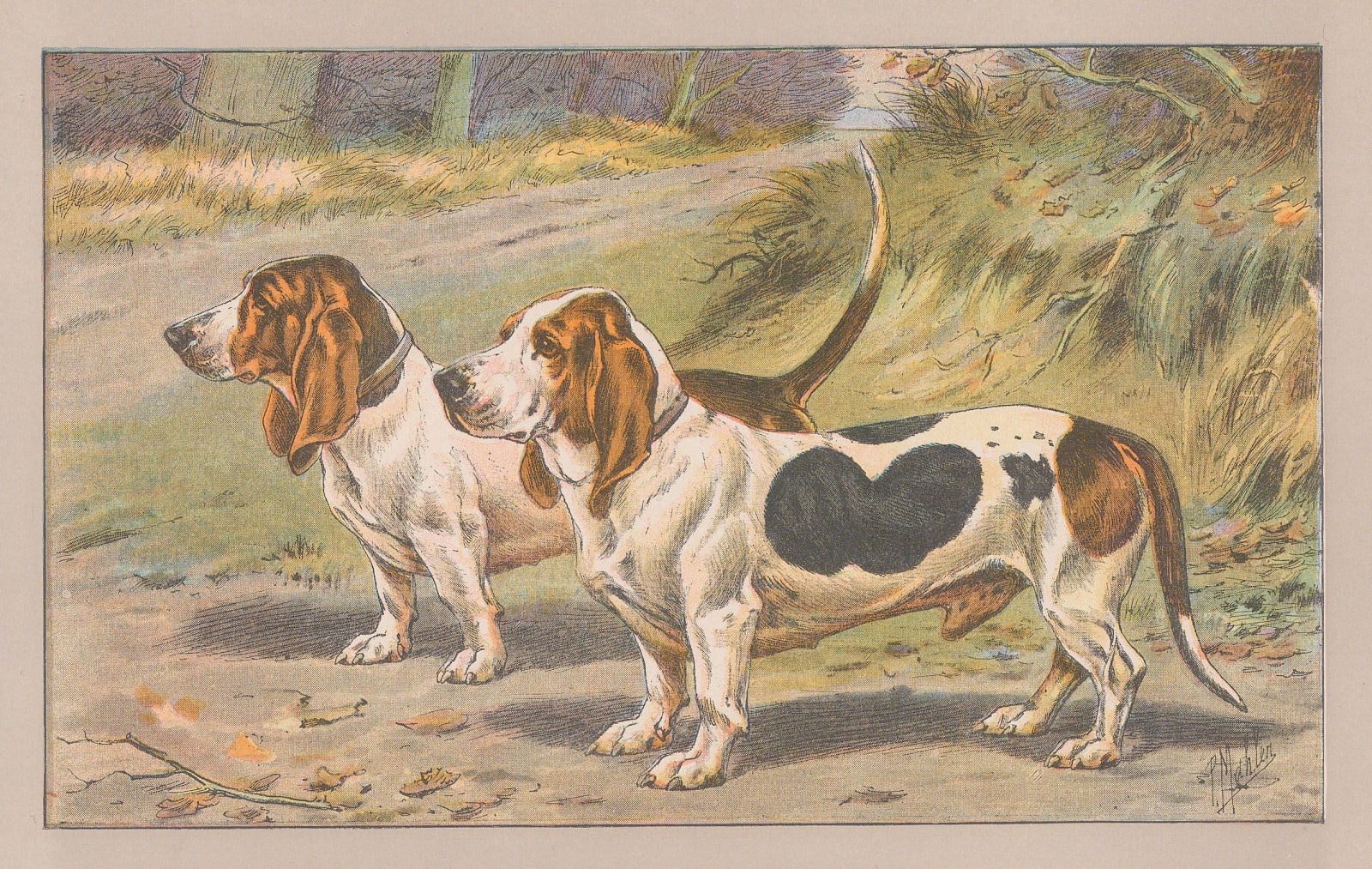 Paul Mahler, Dog - Basset Hound, 1907