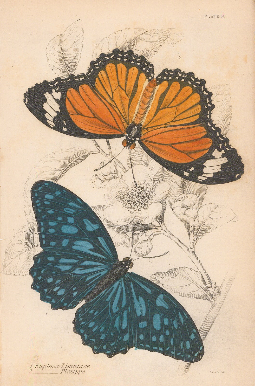 Sir William Jardine, Butterflies - Blue Tiger and Monarch, 1837