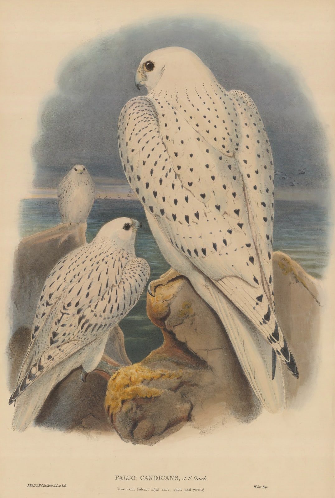 John Gould, Falcon - Greenland Falcon , 1873 c.