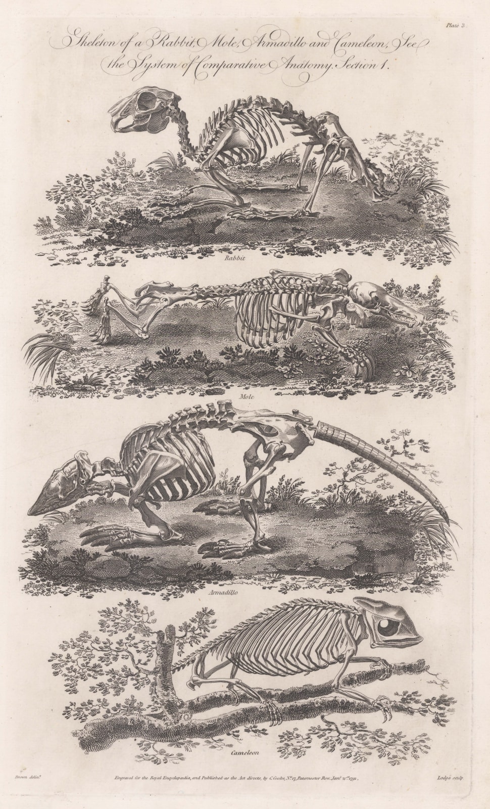 Charles Cooke, Animal Anatomy - Armadillo, Chameleon, Mole & Rabbit, 1789