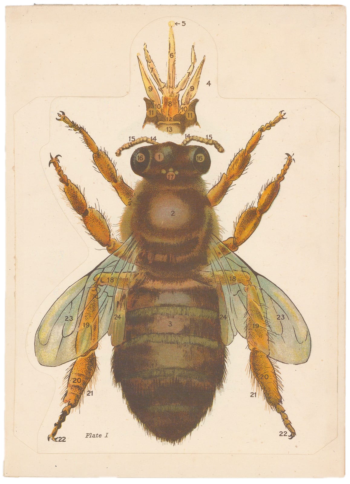 George Newnes Ltd, Bees - Bee Anatomy, 1951 c.