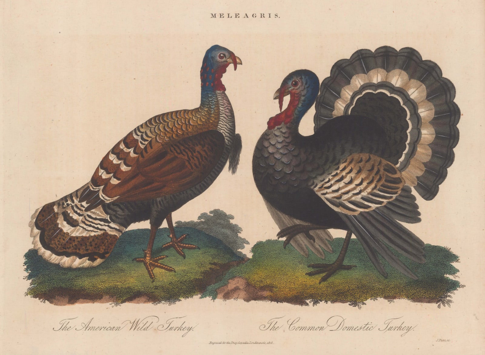 John Wilkes, Turkey - Wild and Domestic., 1817
