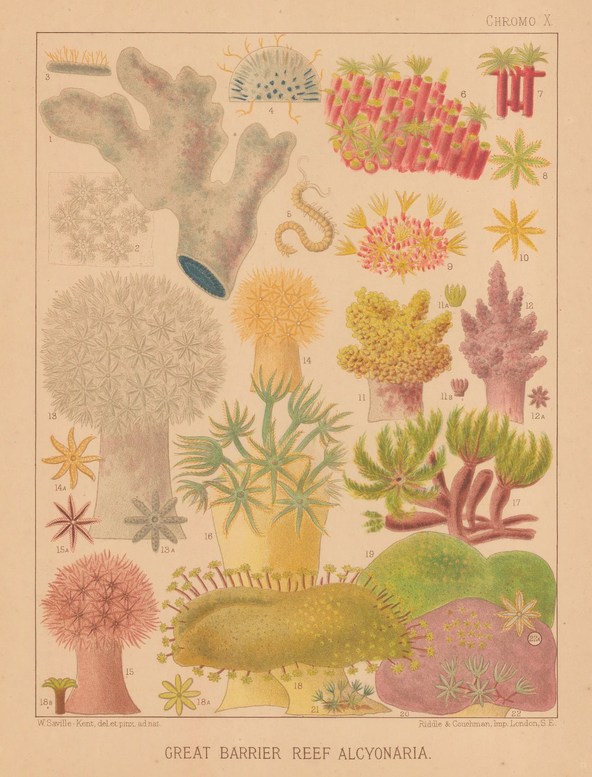 William Saville-Kent, Great Barrier Reef - Alcyonaria, 1893
