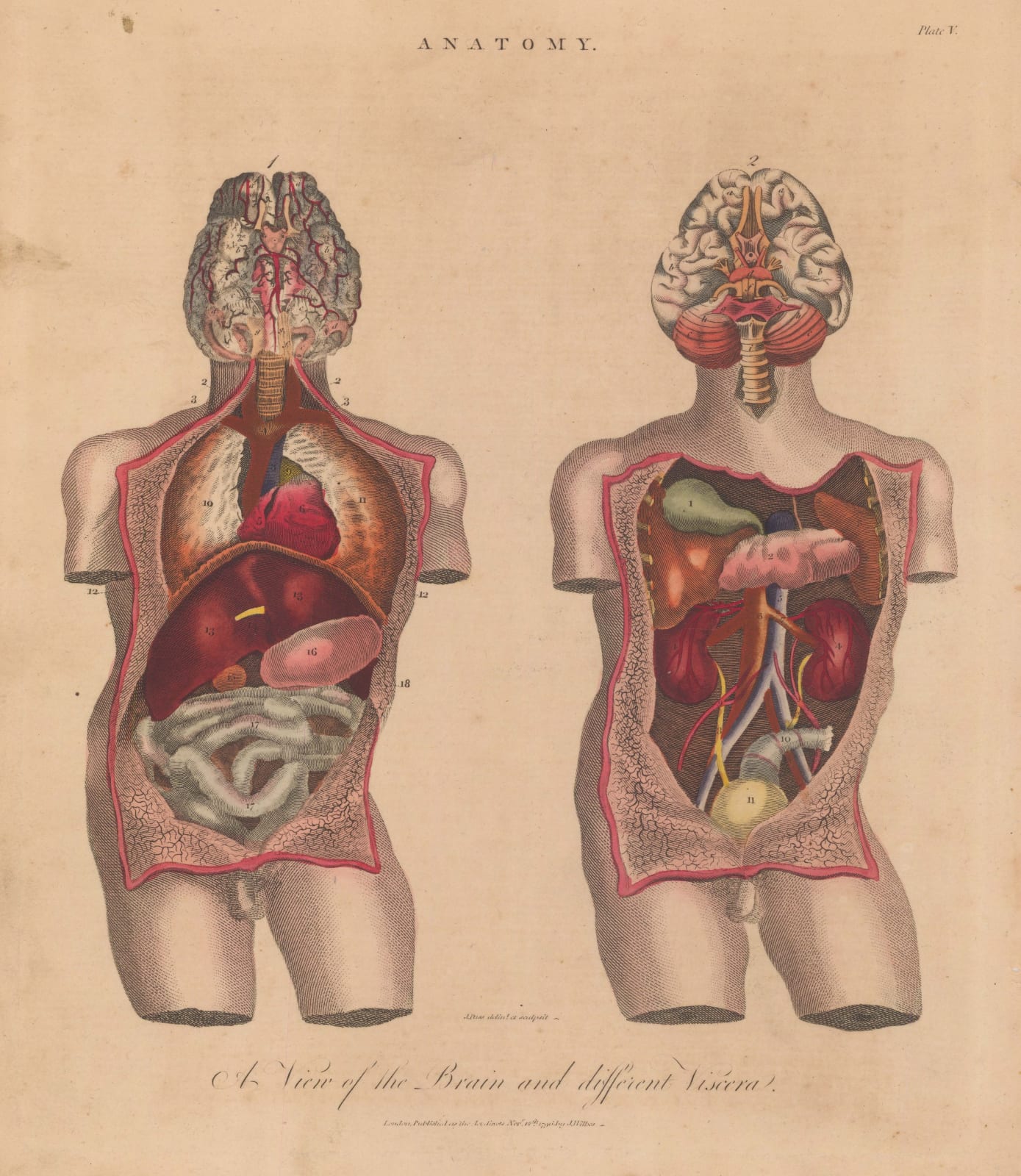 John Wilkes, Anatomy - Brain and vicera, 1829