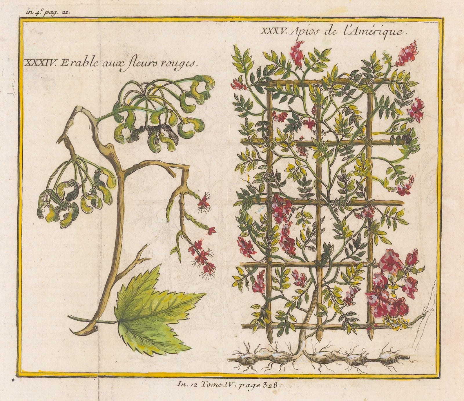 Nicholas Bellin, Maple and American Potato Bean, 1753