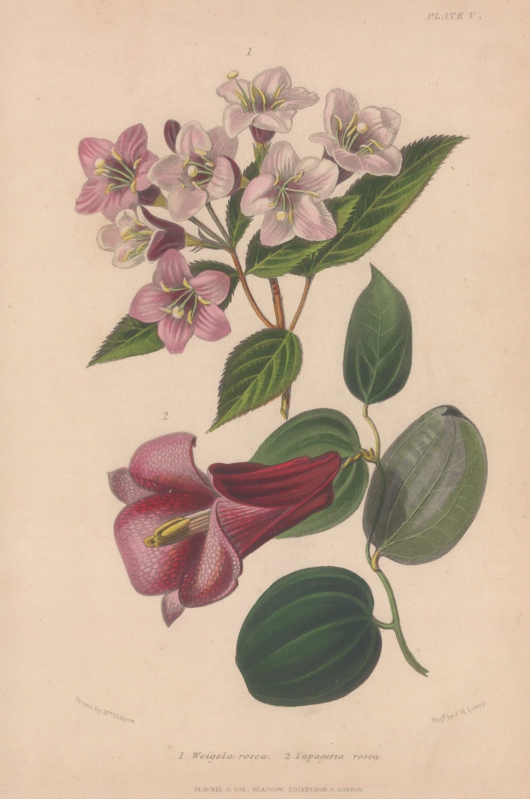 Robert Thompson, Chilean Bell Flower, 1859