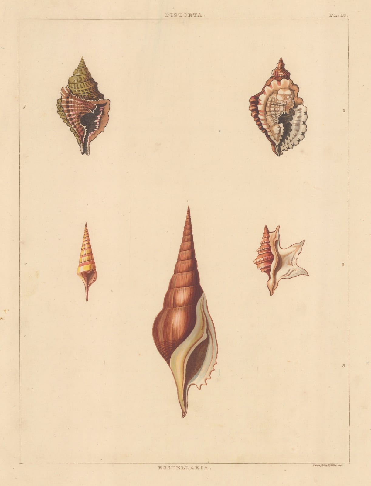 George Perry, Shells - Univalves, 1810