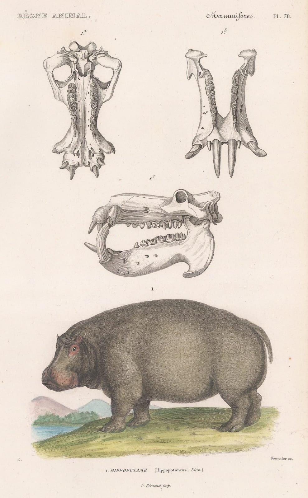 Baron Georges Cuvier, Hippopotamus, 1849